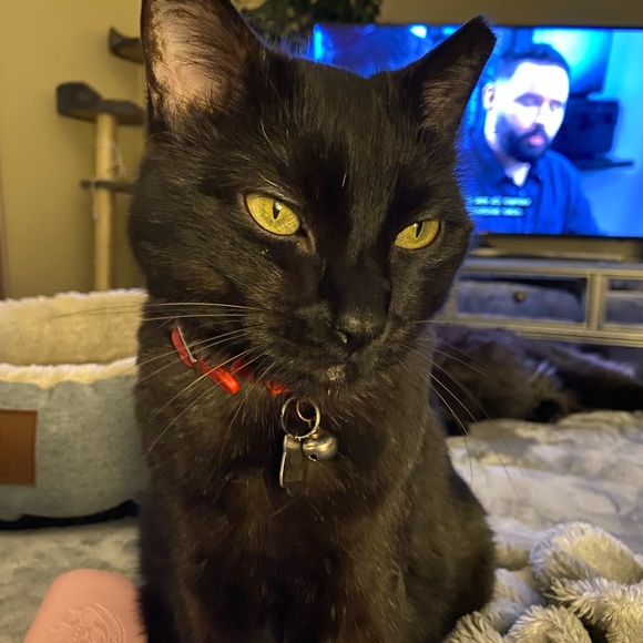 Meet your Posher, Kate - Picture 7 of 11